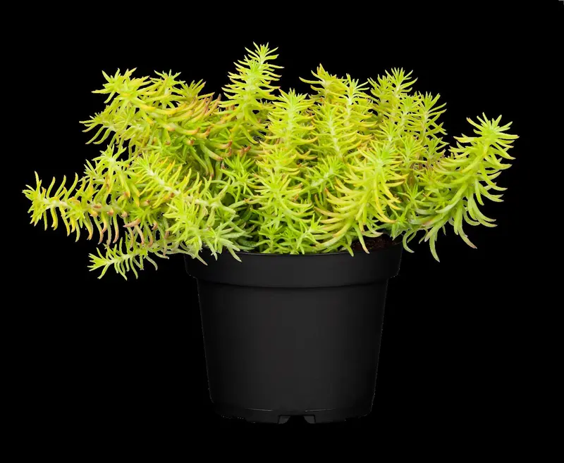 sedum refl. 'yellow cushion' P11 - afbeelding 3