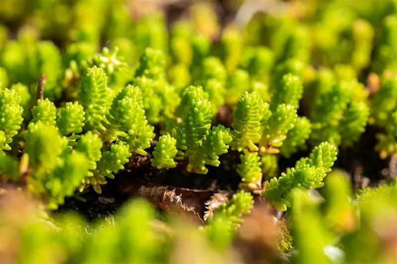 sedum acre 'yellow queen' P11