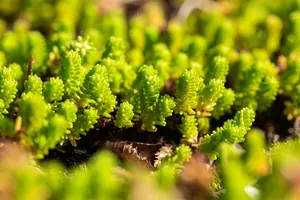 sedum acre 'yellow queen' P11