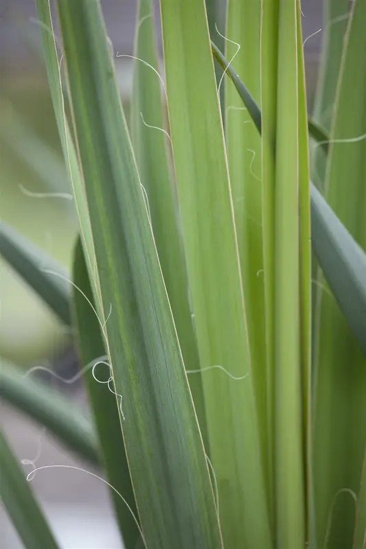 yucca filamentosa - afbeelding 1