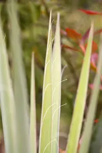 yucca filamentosa - afbeelding 3