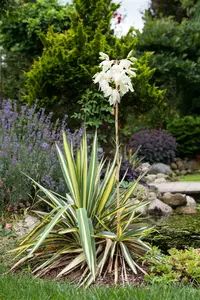 yucca filamentosa - afbeelding 5