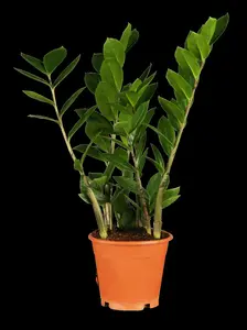 zamioculcas zamiifol p14 8+veer extra zwaar - afbeelding 3