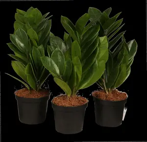 zamioculcas zamiifol p14 8+veer extra zwaar - afbeelding 2