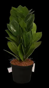 zamioculcas zamiifol p14 8+veer extra zwaar - afbeelding 1