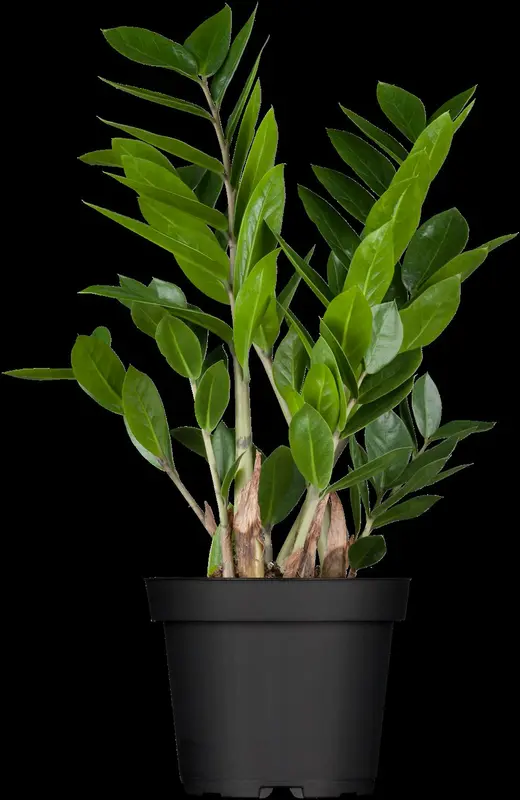 zamioculcas zamiifol p14 8+veer extra zwaar - afbeelding 4