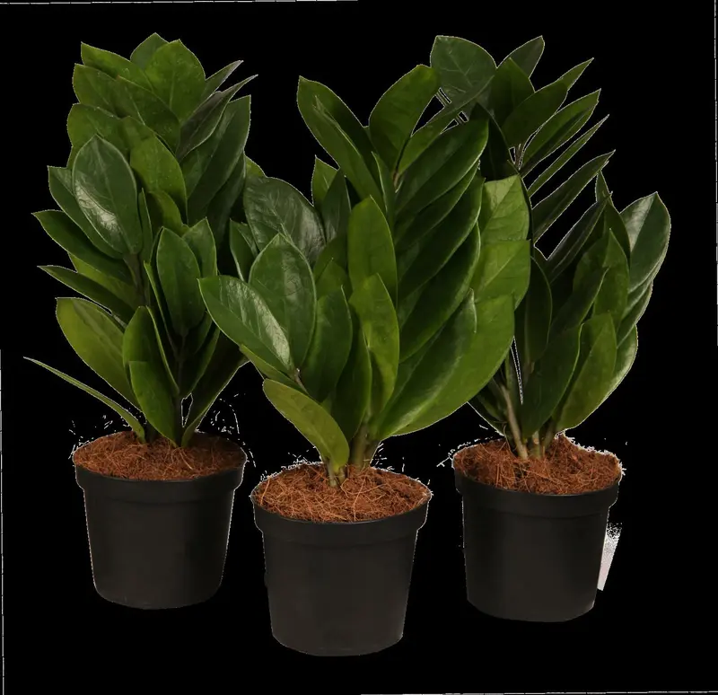 zamioculcas zamiifol p17 - afbeelding 2