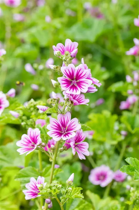 malva sylvestris 'zebrina' P9 - afbeelding 2