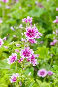 malva sylvestris 'zebrina' P9 - afbeelding 2