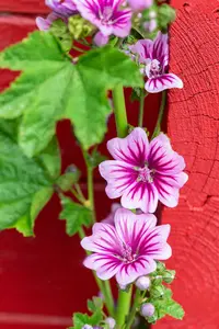 malva sylvestris 'zebrina' P9 - afbeelding 5