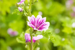 malva sylvestris 'zebrina' P9 - afbeelding 1