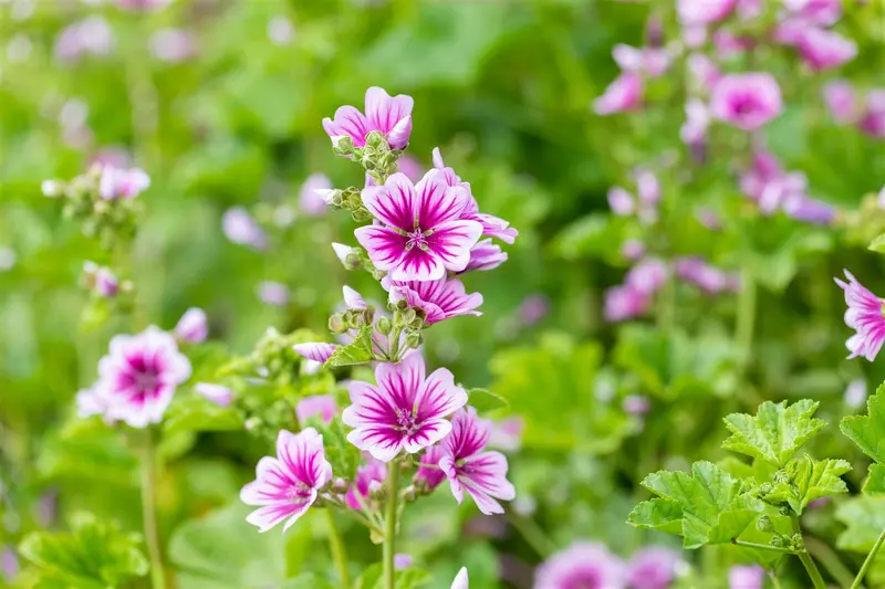 malva sylvestris 'zebrina' P9 - afbeelding 3