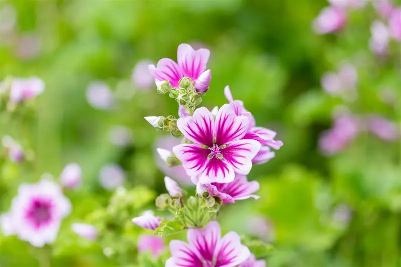 malva sylvestris 'zebrina' P9 - afbeelding 4