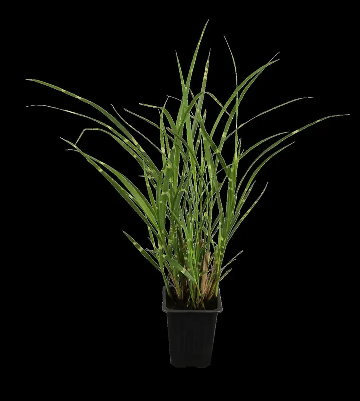 miscanthus sin. 'zebrinus' P9 - afbeelding 1