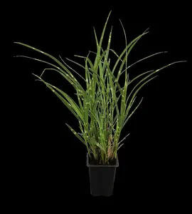 miscanthus sin. 'zebrinus' P9 - afbeelding 1