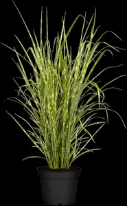 miscanthus sin. 'zebrinus' P9 - afbeelding 5