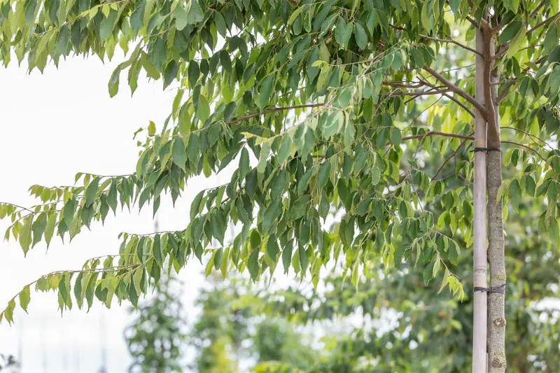 zelkova serrata 16/18 - afbeelding 3