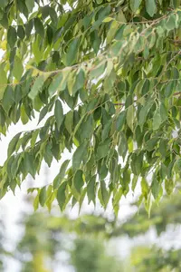 zelkova serrata 18/20 - afbeelding 5