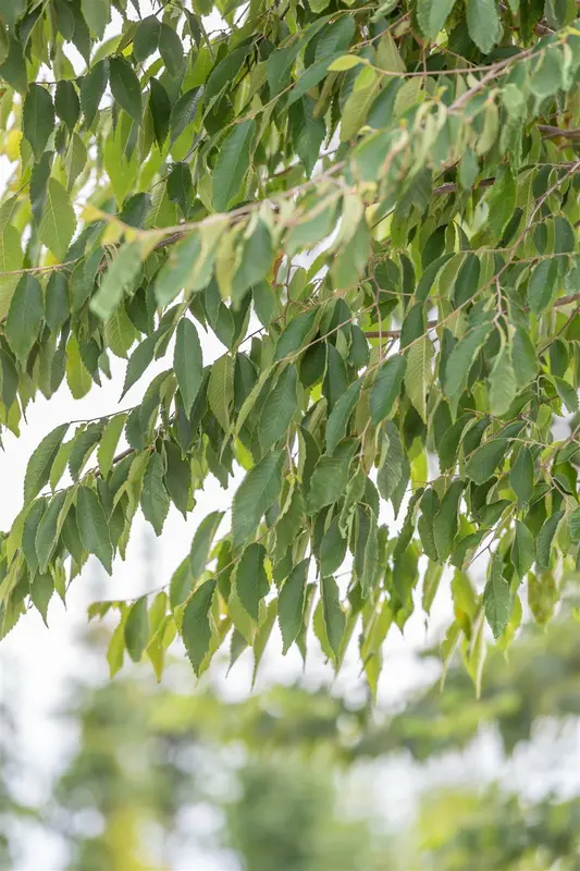 zelkova serrata 6/ 8 - afbeelding 5