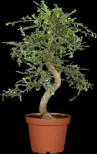 zelkova serrata 6/ 8 - afbeelding 1